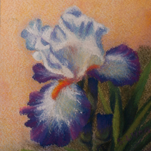 Bearded Iris