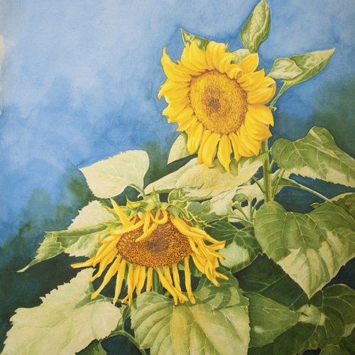 Sunflowers