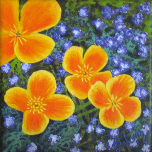 Poppies & Alyssium
